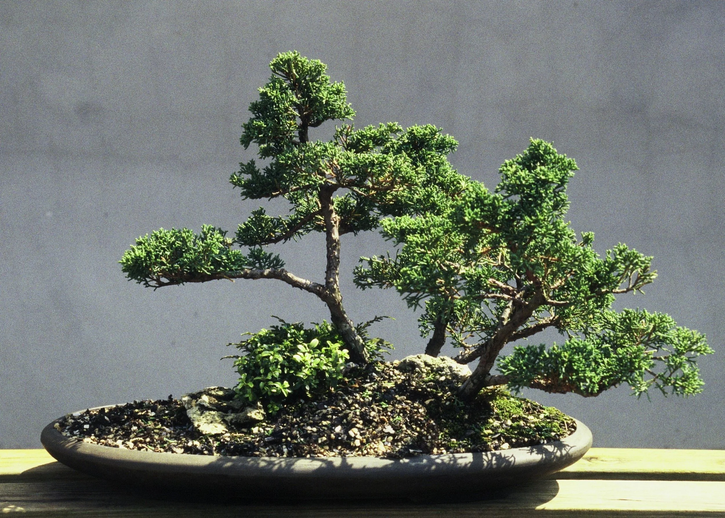Rest in the Shade of the Trees — The Curator's Journal